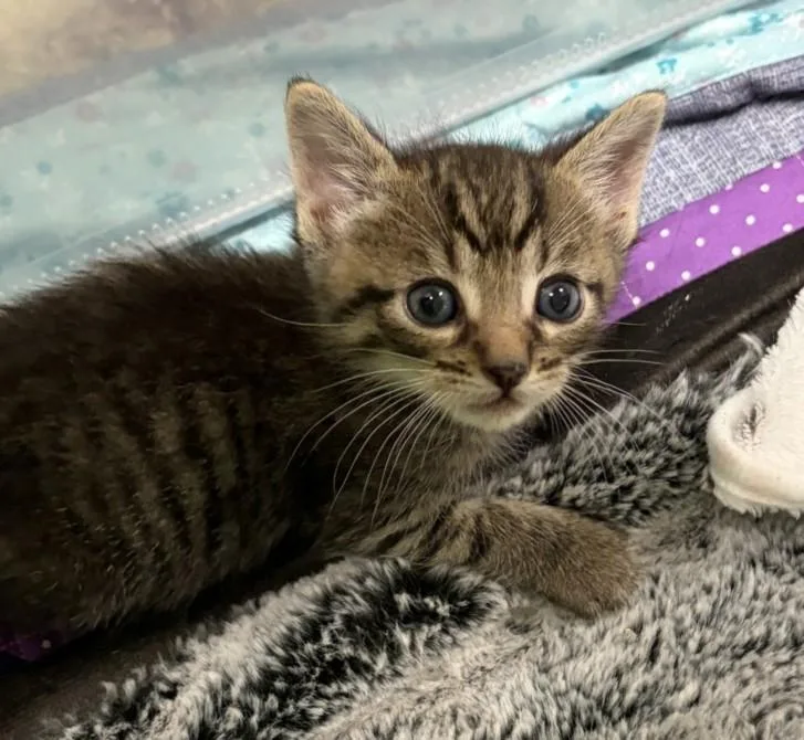 A baby small-sized male Domestic Short Hair cat named Andy for adoption in Burbank, CA
