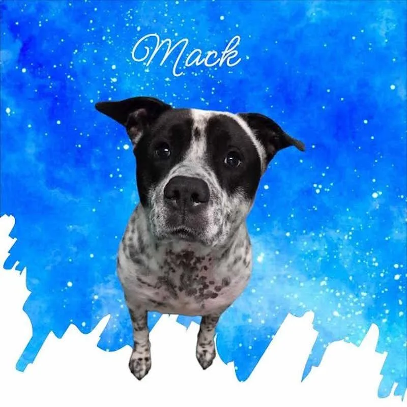A young medium-sized male Black Pointer dog named Mack for adoption in York, NE