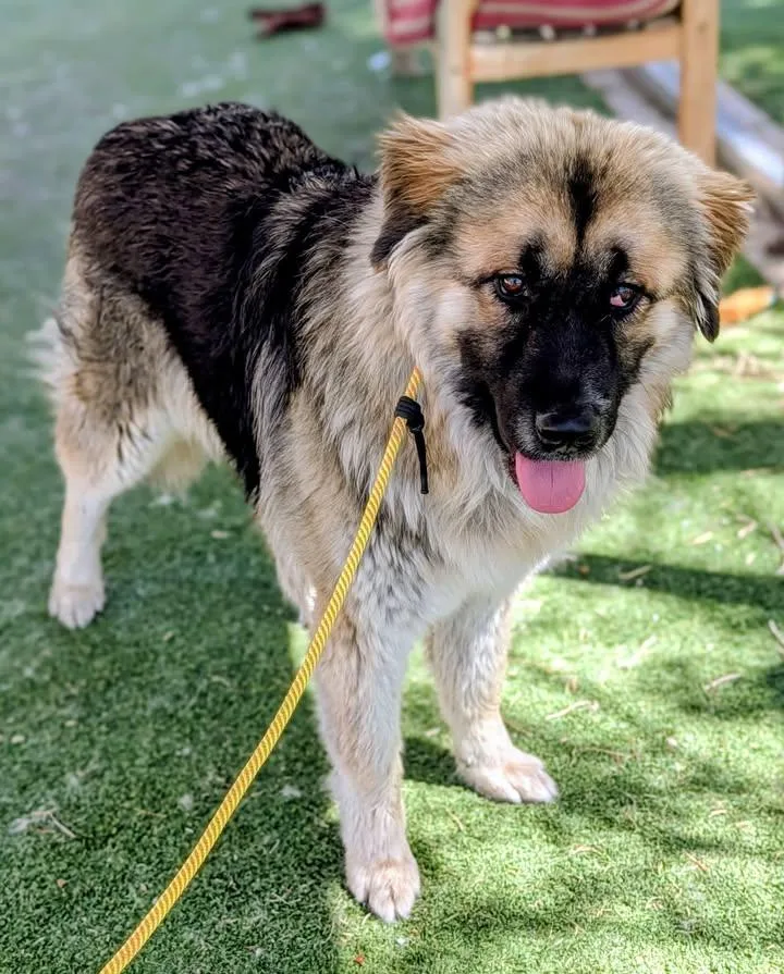 An adult large-sized male Pyrenean Shepherd dog named 26-89 for adoption in Ridgecrest, CA