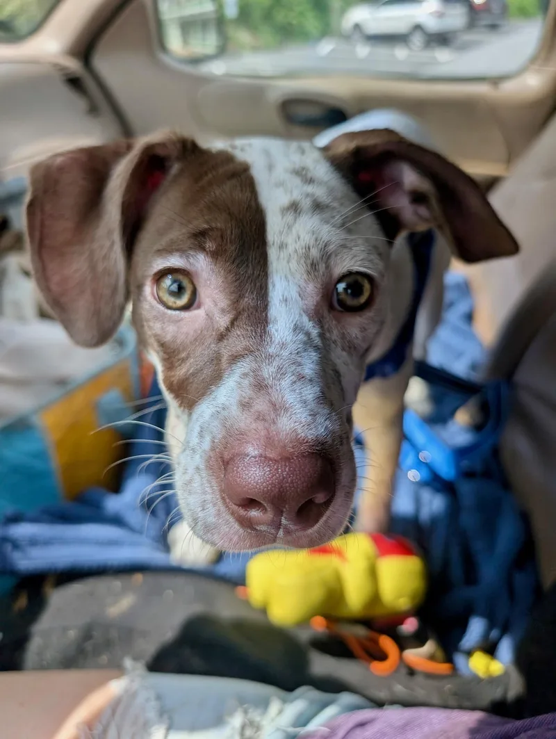 A young medium-sized female White / Cream Hound dog named Cherry Garcia for adoption in Sylva, NC
