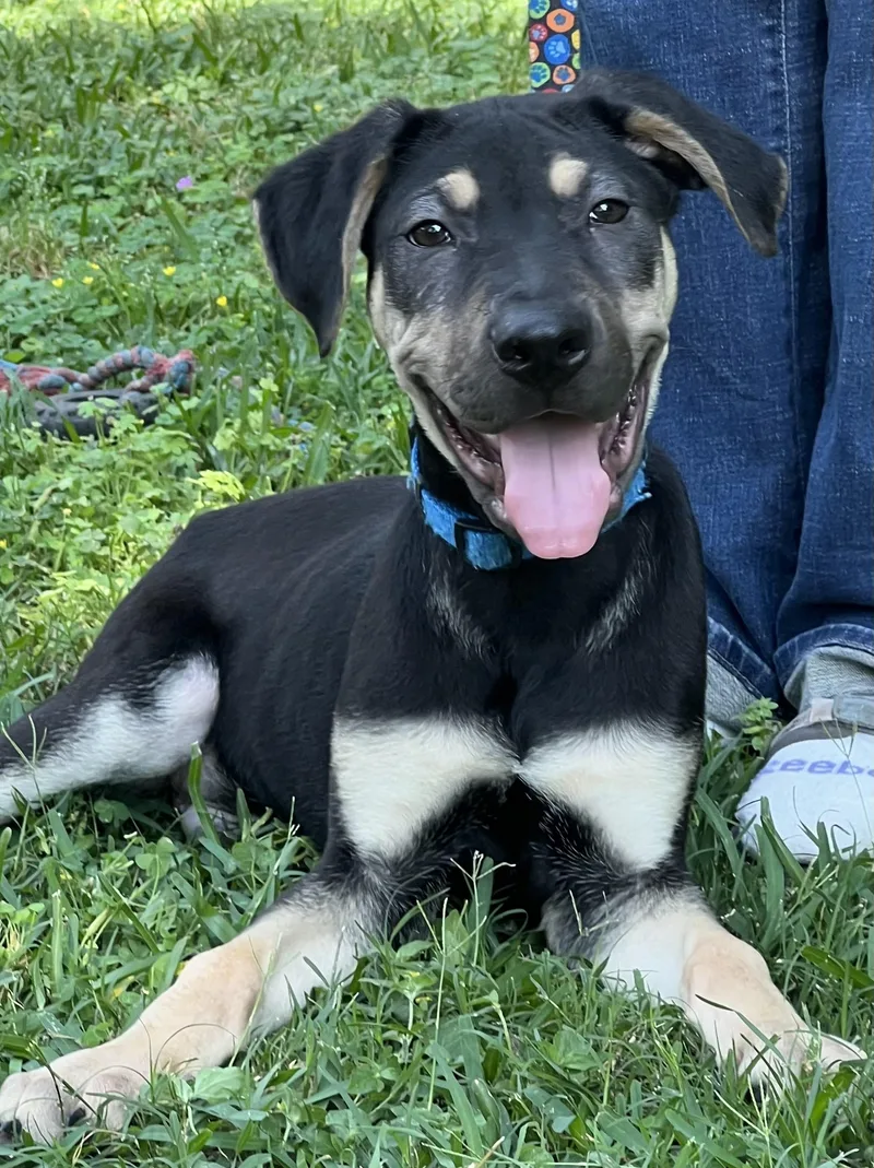 Teddy Maya’s Boy thumbnail 2