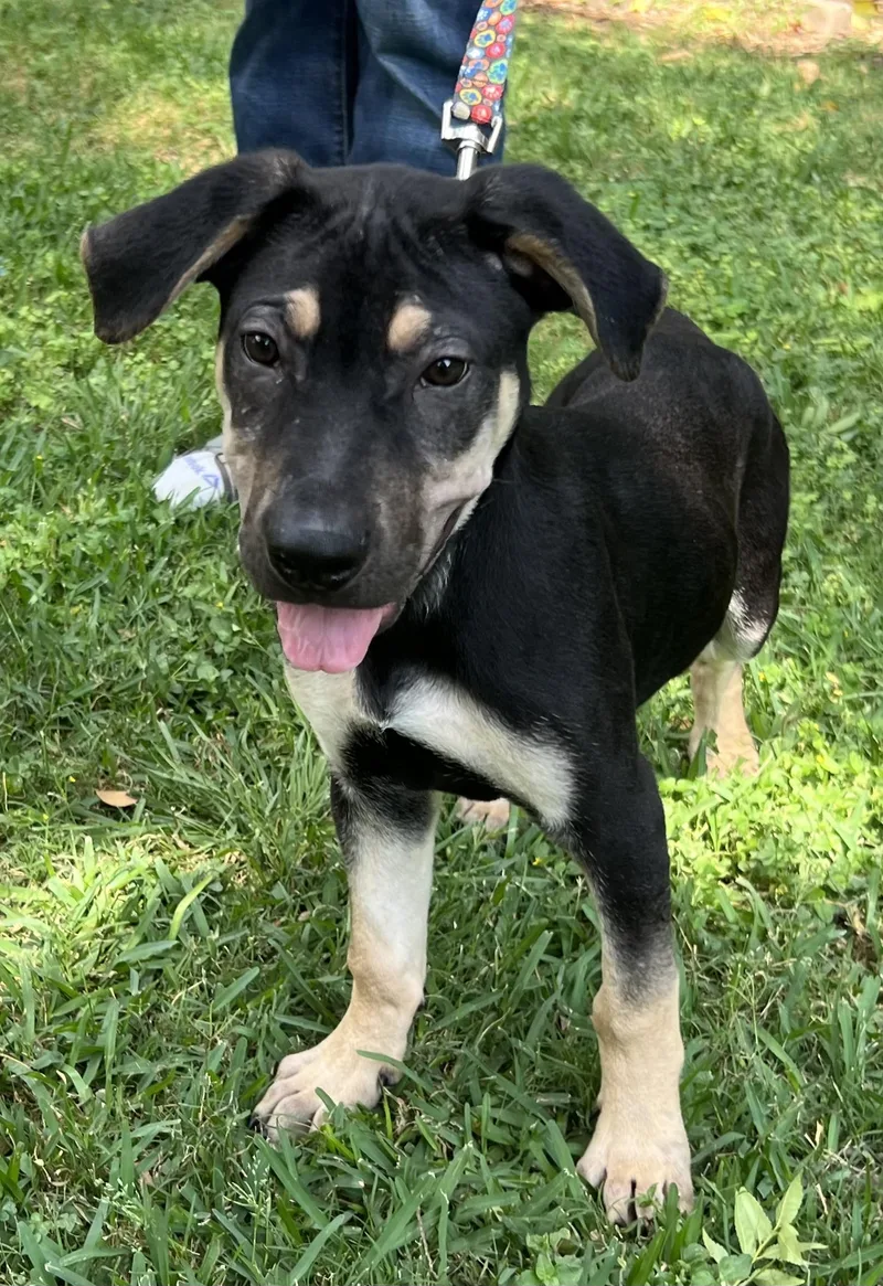 Teddy Maya’s Boy thumbnail 3