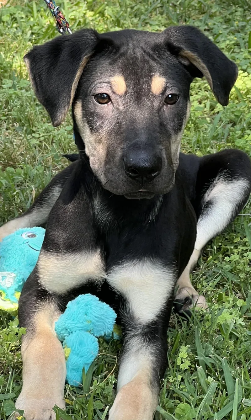 Teddy Maya’s Boy thumbnail 4