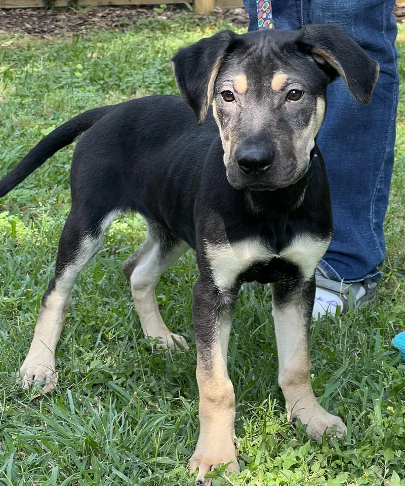 Teddy Maya’s Boy thumbnail 5