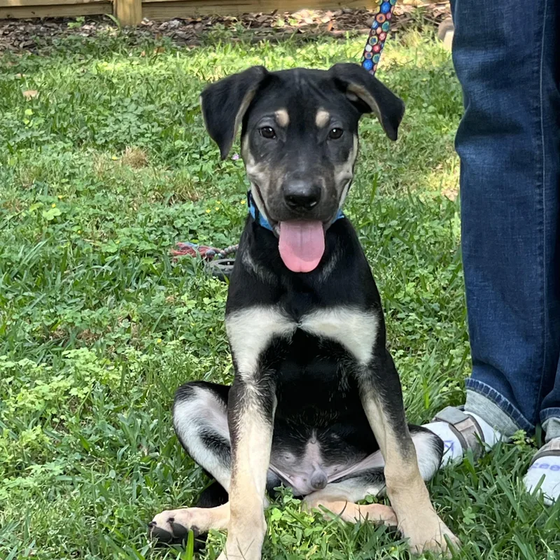 Teddy Maya’s Boy thumbnail 6