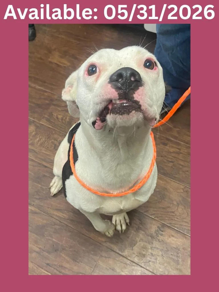 A young medium-sized female Pit Bull Terrier dog named Dog Kennel for adoption in Greenville, TX