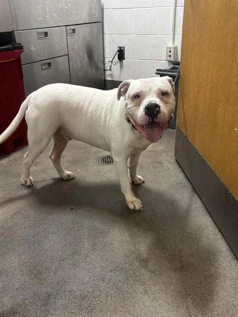 An adult large-sized male American Bulldog dog named Glacier for adoption in Upper Marlboro, MD