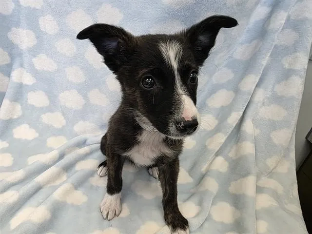A baby small-sized male Australian Shepherd dog named Boseman for adoption in Agoura, CA
