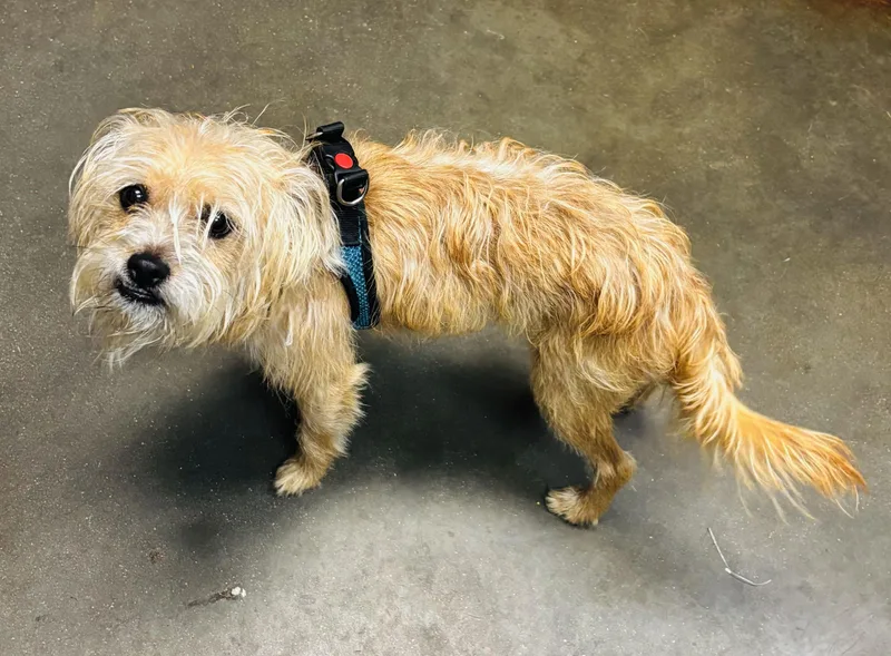 A young small-sized male Apricot / Beige Terrier dog named Apollo for adoption in Council Bluffs, IA