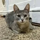 An adult medium-sized female Dilute Calico Domestic Short Hair cat named Chloe for adoption in Tulsa, OK