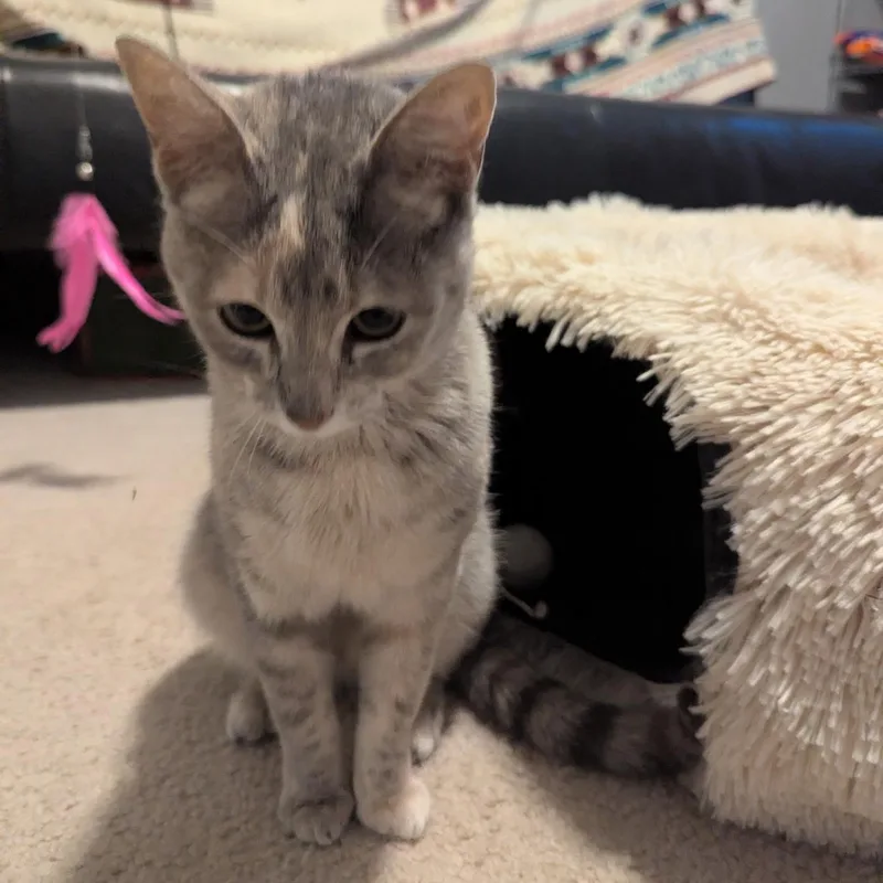 A baby small-sized female American Shorthair cat named Hazel for adoption in Plano, TX