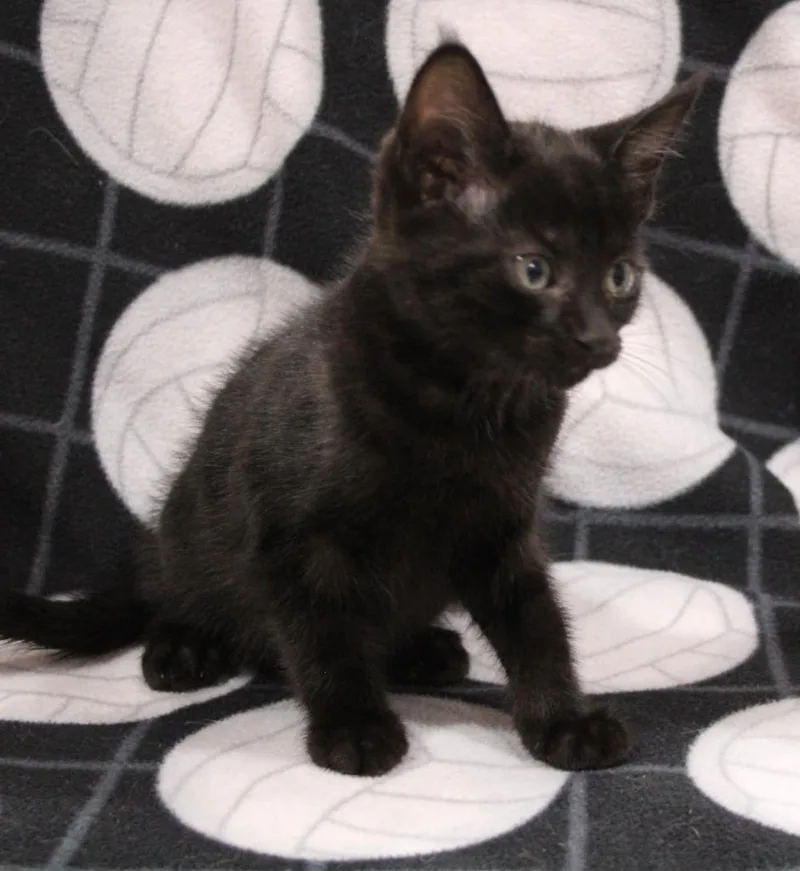 A baby medium-sized male Domestic Medium Hair cat named Gaberial for adoption in Vacaville, CA