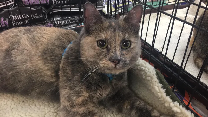 A senior large-sized female Domestic Short Hair cat named Chi for adoption in Tucson, AZ