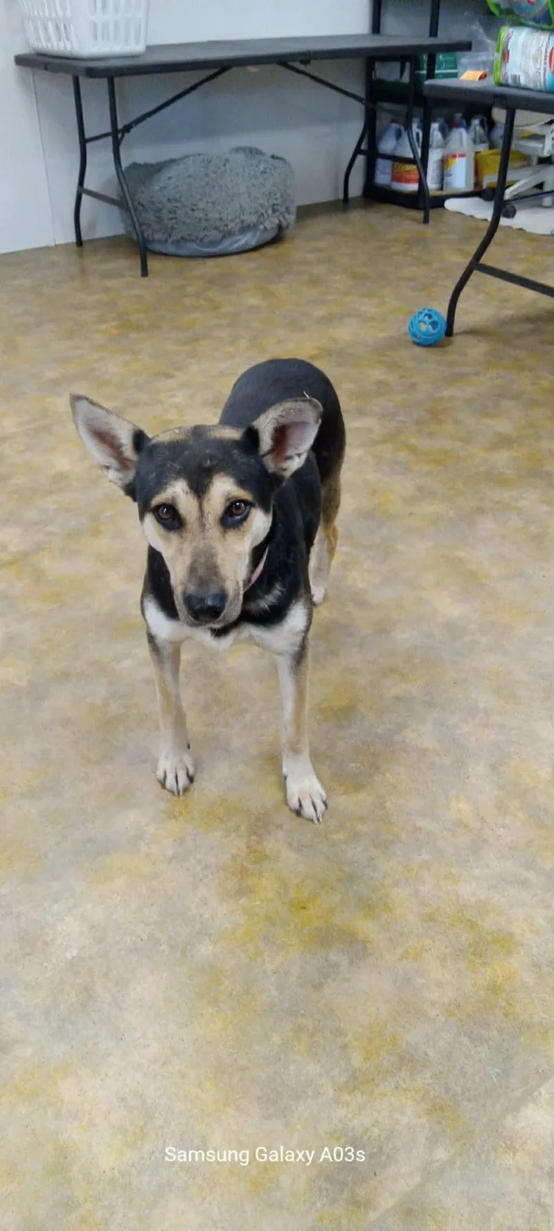 An adult large-sized female Husky dog named Zade for adoption in Wasilla, AK