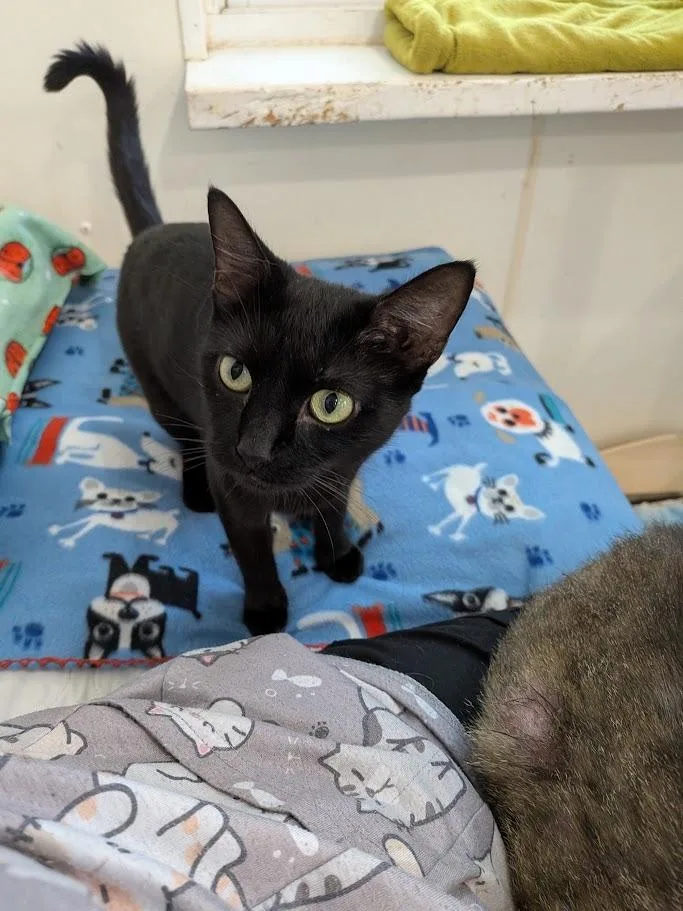 A young small-sized female Domestic Short Hair cat named Slinky for adoption in Bourbonnais, IL