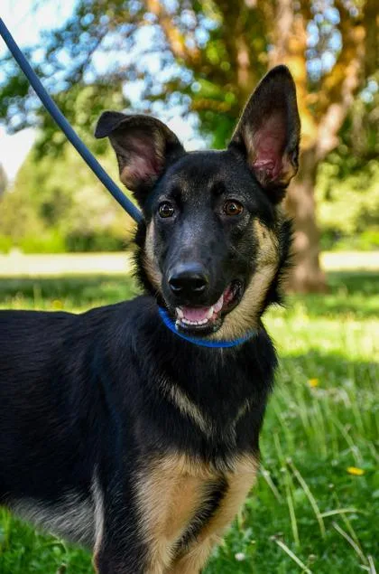 Rosco