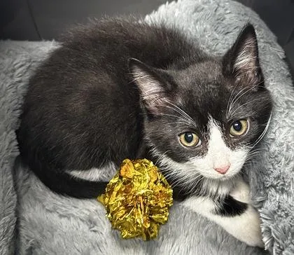 A young small-sized male Domestic Short Hair cat named B Figaro for adoption in North Charleston, SC