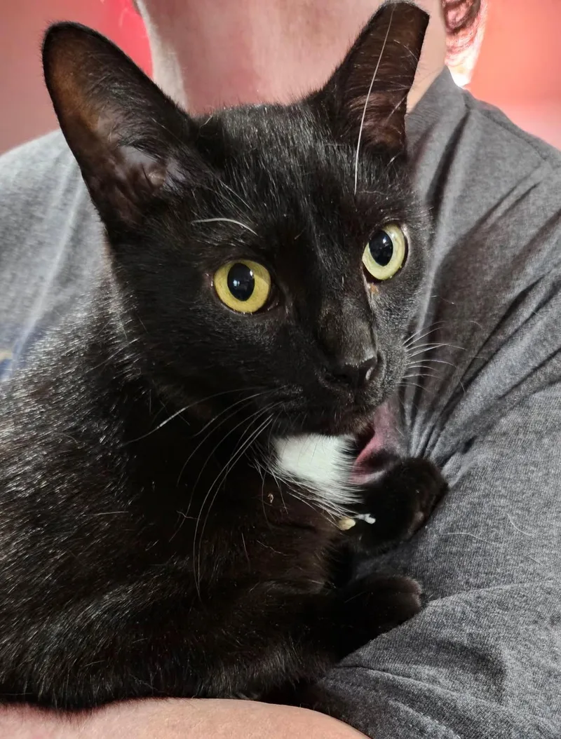 A young medium-sized male Black & White / Tuxedo Domestic Short Hair cat named Bear for adoption in Kirklin, IN
