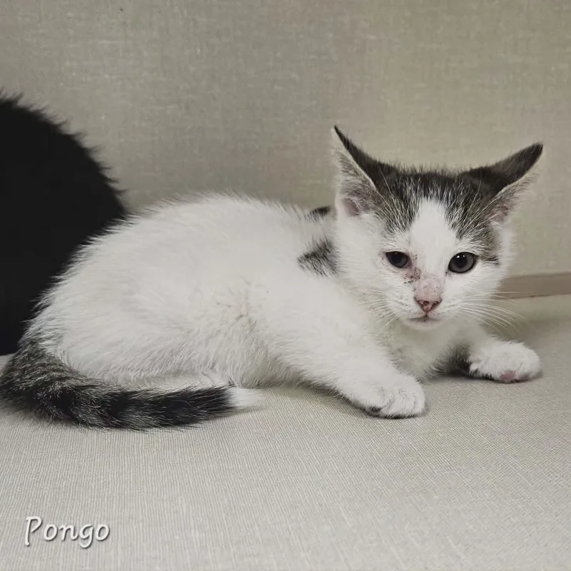 A baby large-sized male White Domestic Short Hair cat named Pongo for adoption in Wapakoneta, OH