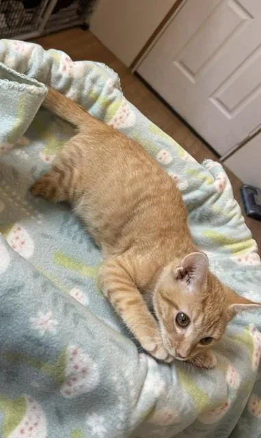 A baby medium-sized male Orange & White Domestic Short Hair cat named Rambo for adoption in Millerstown, PA