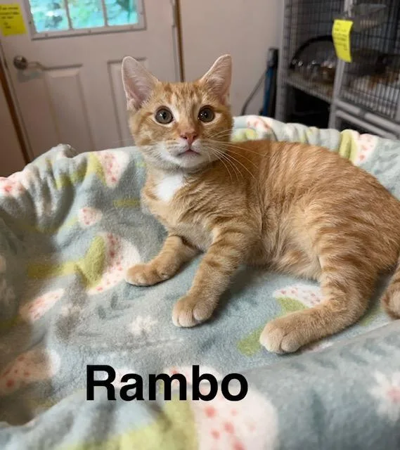 Rambo thumbnail 2