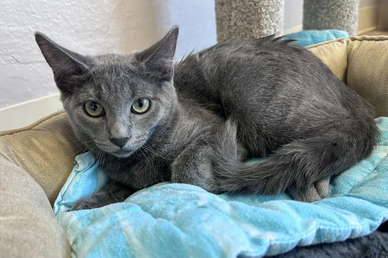 A baby small-sized male Domestic Short Hair cat named Guava for adoption in Fountain Hills, AZ