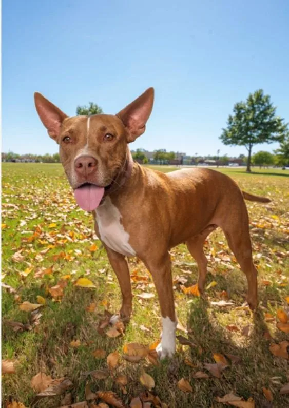 An adult medium-sized female Tricolor (Brown, Black, & White) Pit Bull Terrier dog named Cookie  Stunning Girl! for adoption in Cypress, TX