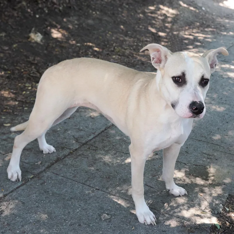 An adult medium-sized female Yellow / Tan / Blond / Fawn Labrador Retriever dog named Lulu for adoption in Point Richmond, CA