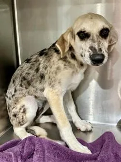 A baby medium-sized female Catahoula Leopard Dog dog named Raleigh A for adoption in Sherman, TX