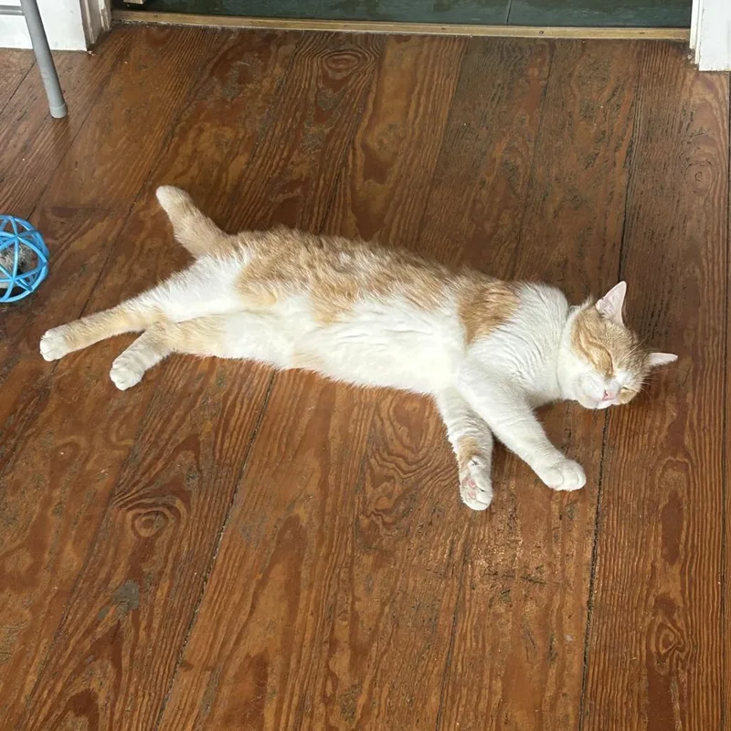 An adult large-sized male Orange / Red Domestic Short Hair cat named Pepper Jack for adoption in Brimfield, MA