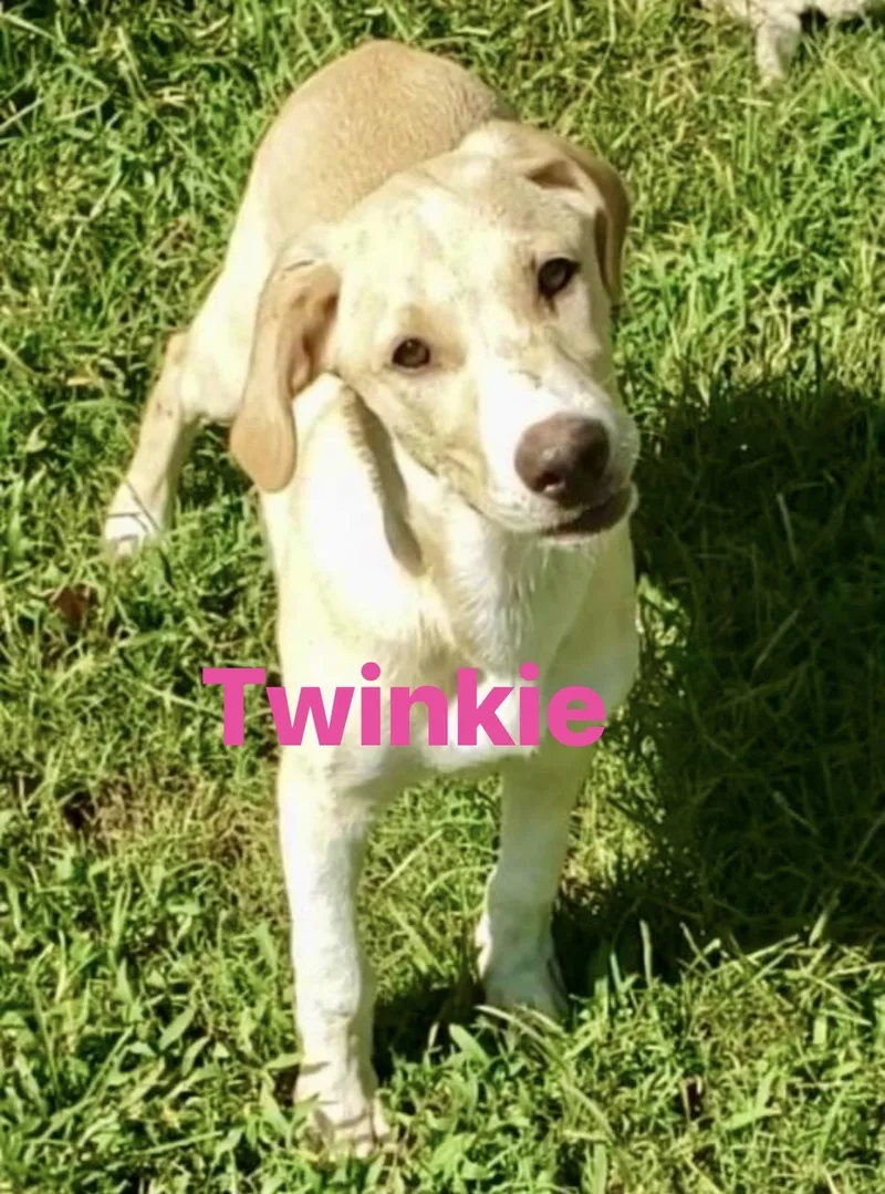 A baby medium-sized female Labrador Retriever dog named Twinkie for adoption in Pembroke, MA