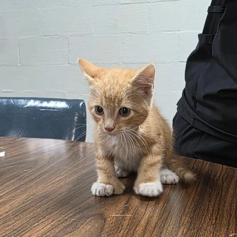 A baby small-sized male Orange / Red Domestic Short Hair cat named Nader for adoption in Clanton, AL