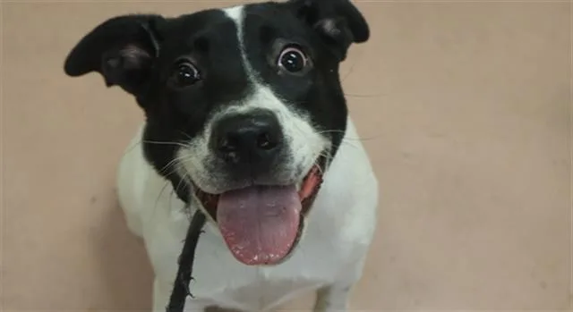 An adult medium-sized female Mixed Breed dog named Veronica for adoption in Columbia, SC