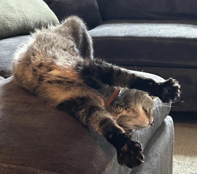 An adult medium-sized male Tabby cat named Wally lap cat for adoption in Macomb, MI