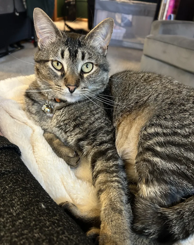 Wally  lap cat thumbnail 2
