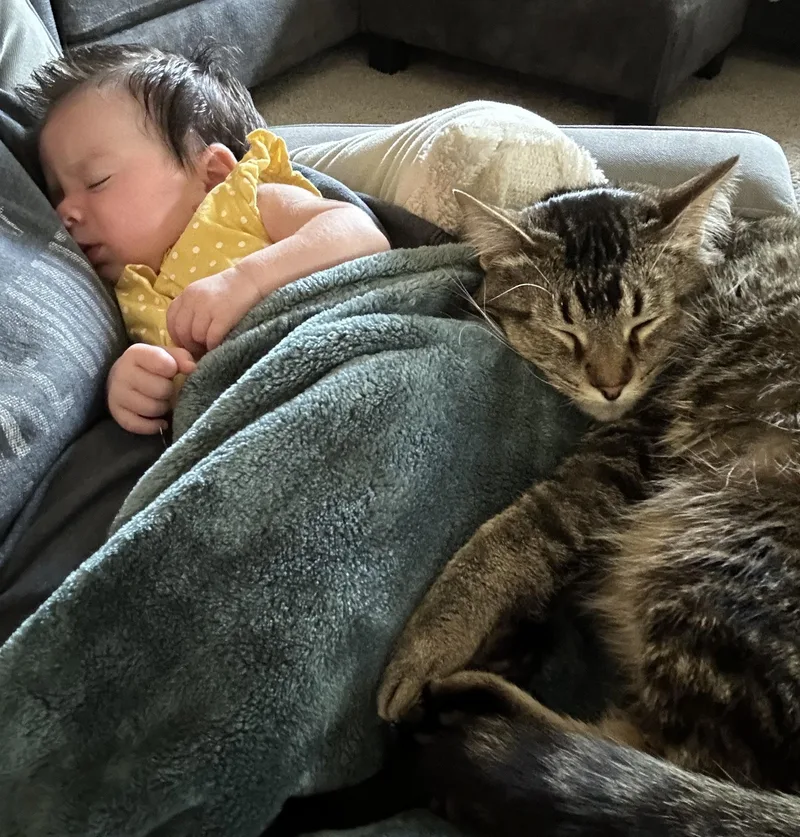 Wally  lap cat thumbnail 4