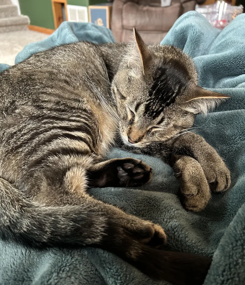 Wally  lap cat thumbnail 5