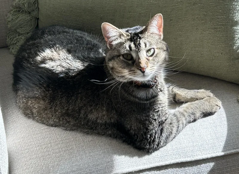 Wally  lap cat thumbnail 6