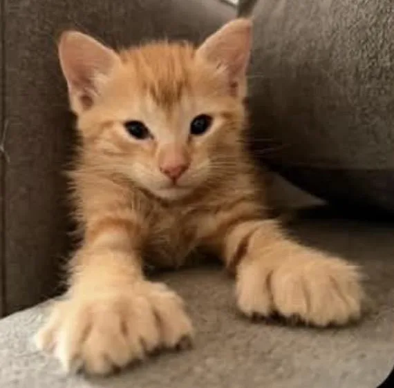 A baby large-sized male Domestic Short Hair cat named Garfield for adoption in Gainesville, VA