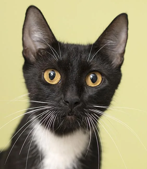 A young medium-sized female Tuxedo cat named Miss Honey for adoption in Chicago, IL