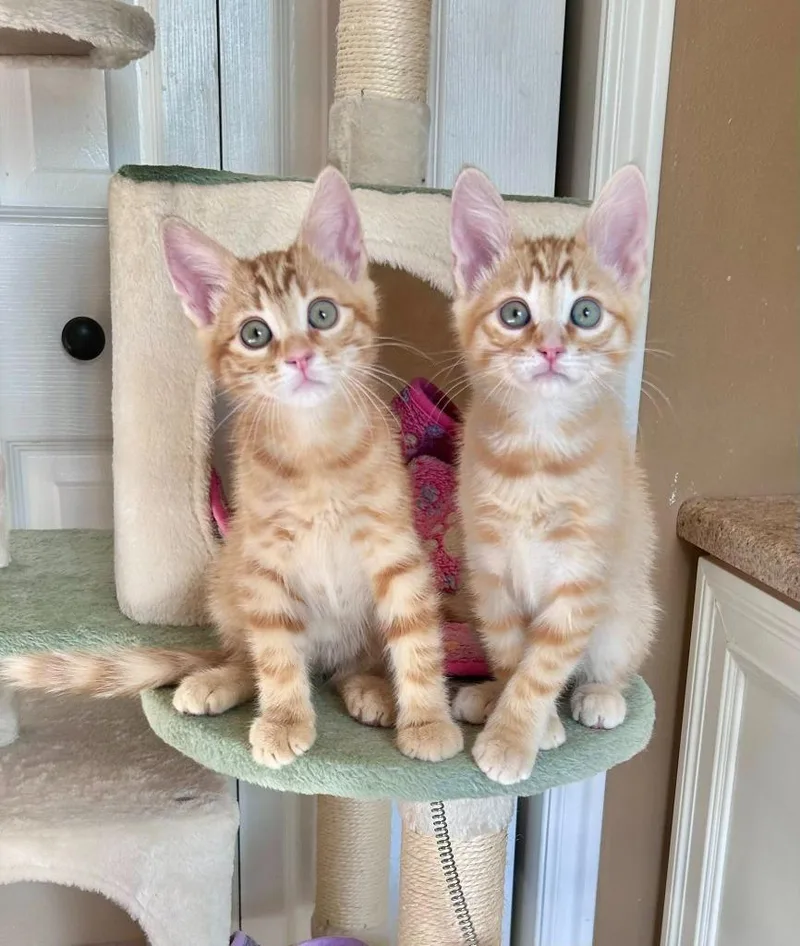 A baby medium-sized male Domestic Short Hair cat named Bennie for adoption in Salt Lake City, UT