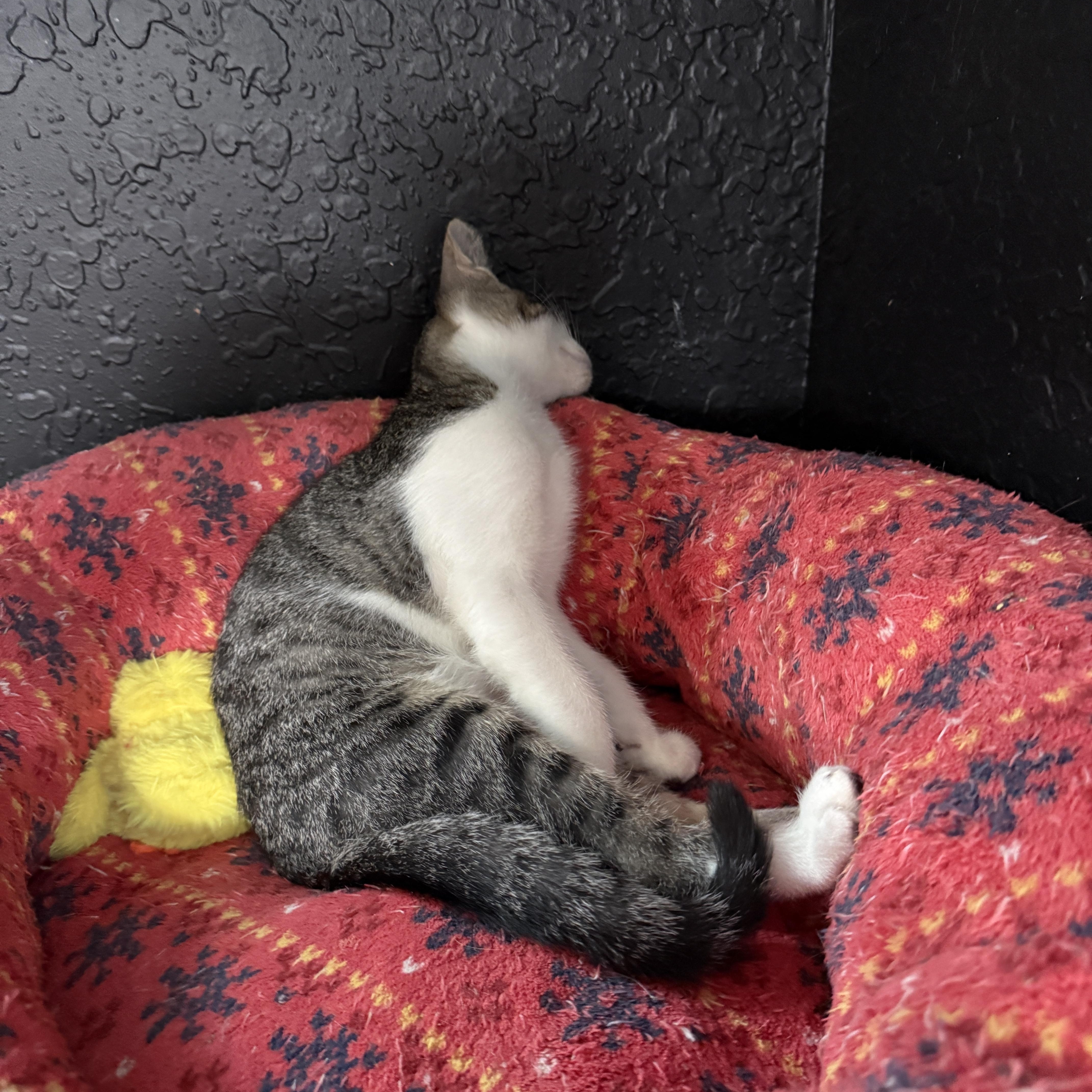 A baby medium-sized male Tabby (Gray / Blue / Silver) Tabby cat named Howie for adoption in Intercession city , FL