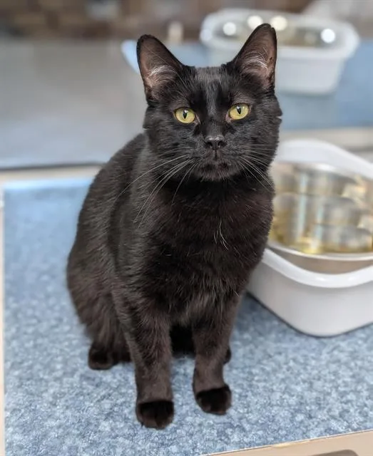 A young medium-sized male Domestic Short Hair cat named Toothless for adoption in Canfield, OH