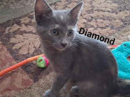 A young small-sized female Domestic Short Hair cat named B Diamond for adoption in North Charleston, SC