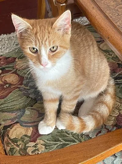 A baby large-sized male Orange & White Domestic Short Hair cat named Colby Jack for adoption in Franklin, WV