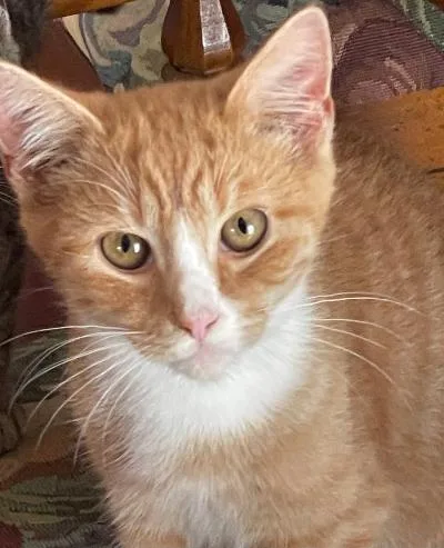 Colby Jack thumbnail 2