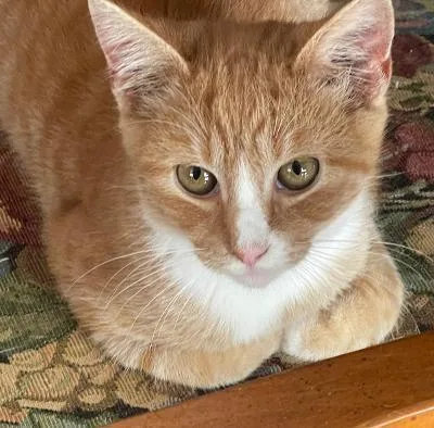 Colby Jack thumbnail 3