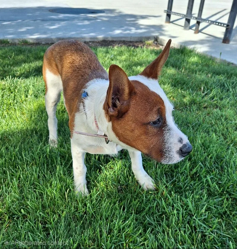 A baby medium-sized female White / Cream Pointer dog named Hailly Wvt for adoption in Missouri City, TX