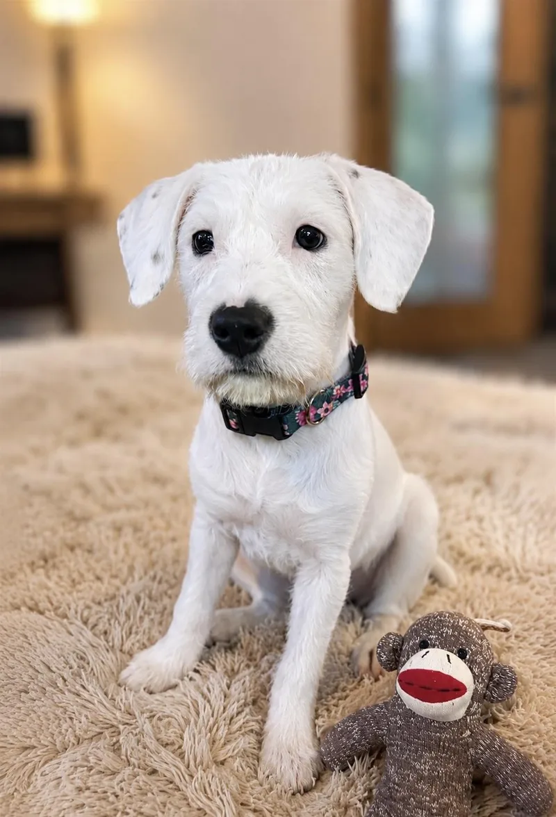 A baby medium-sized female White / Cream Jack Russell Terrier dog named May for adoption in Houston, TX