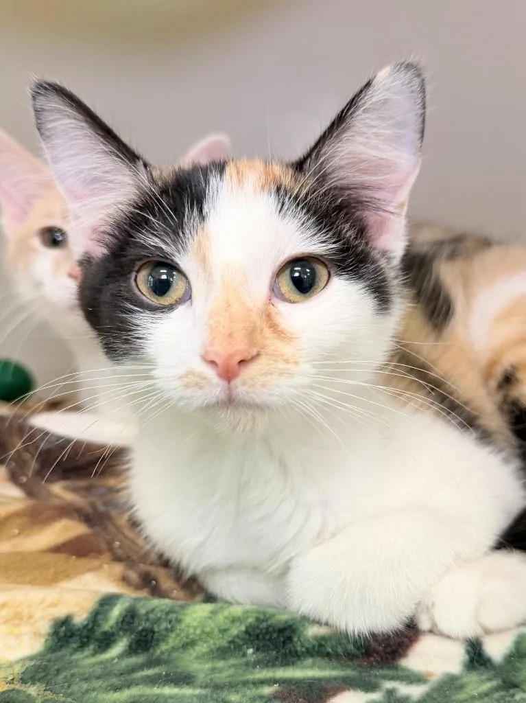 A baby medium-sized female Domestic Short Hair cat named Sprig for adoption in Menomonie, WI